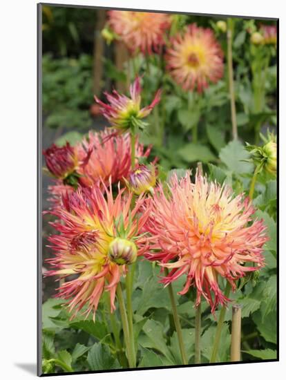 Dahlia Flowers, Mish Mash Variety Flowering in Summer, UK-Gary Smith-Mounted Photographic Print