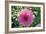 Dahlia Flowers-Dr. Keith Wheeler-Framed Photographic Print