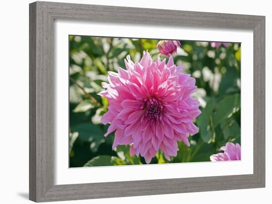 Dahlia Flowers-Dr. Keith Wheeler-Framed Photographic Print