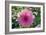 Dahlia Flowers-Dr. Keith Wheeler-Framed Photographic Print