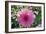 Dahlia Flowers-Dr. Keith Wheeler-Framed Photographic Print