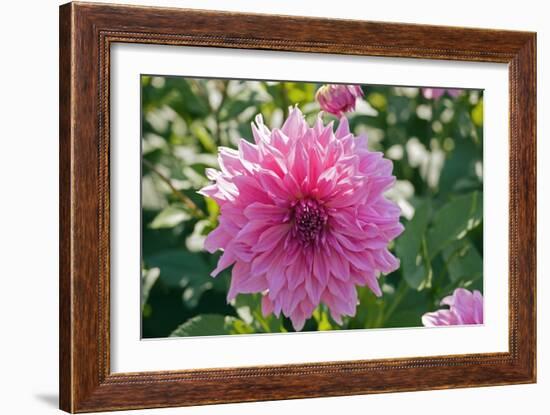 Dahlia Flowers-Dr. Keith Wheeler-Framed Photographic Print