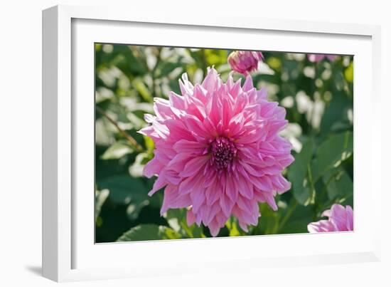 Dahlia Flowers-Dr. Keith Wheeler-Framed Photographic Print