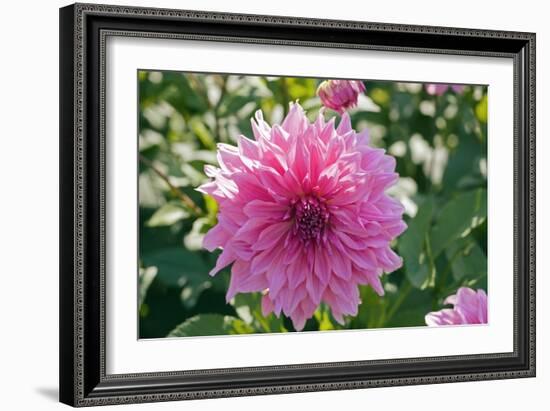 Dahlia Flowers-Dr. Keith Wheeler-Framed Photographic Print