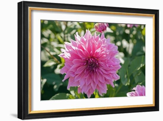 Dahlia Flowers-Dr. Keith Wheeler-Framed Photographic Print