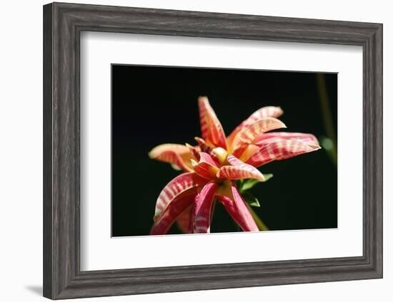 Dahlia 'Giraffe'-Angela Marsh-Framed Photographic Print