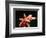 Dahlia 'Giraffe'-Angela Marsh-Framed Photographic Print