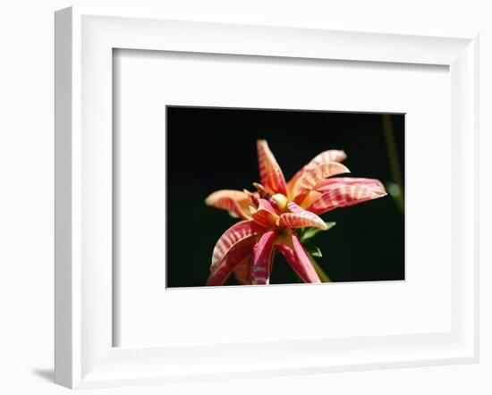 Dahlia 'Giraffe'-Angela Marsh-Framed Photographic Print