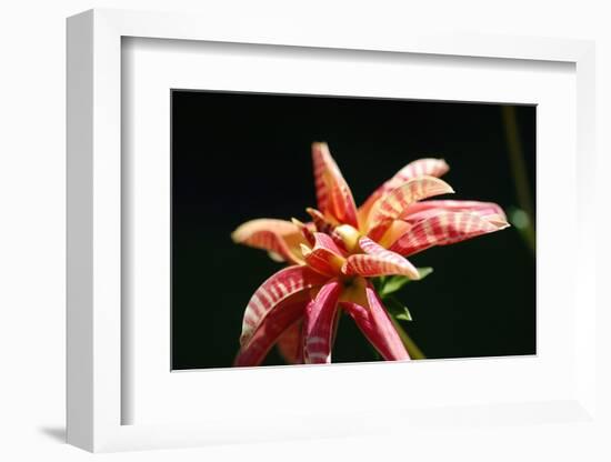 Dahlia 'Giraffe'-Angela Marsh-Framed Photographic Print