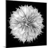 Dahlia I BW-Debra Van Swearingen-Mounted Photographic Print