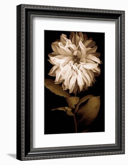 Dahlia I-Caroline Kelly-Framed Photo