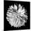 Dahlia II BW-Debra Van Swearingen-Mounted Photographic Print