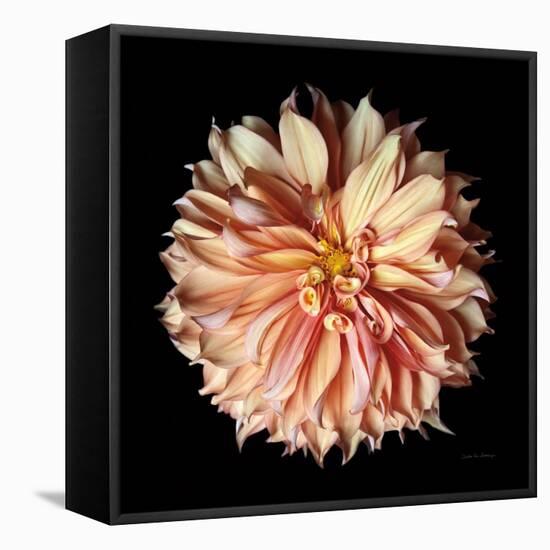 Dahlia II-Debra Van Swearingen-Framed Premier Image Canvas