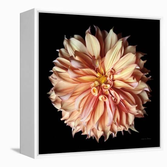 Dahlia II-Debra Van Swearingen-Framed Premier Image Canvas