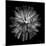 Dahlia III BW-Debra Van Swearingen-Mounted Photographic Print