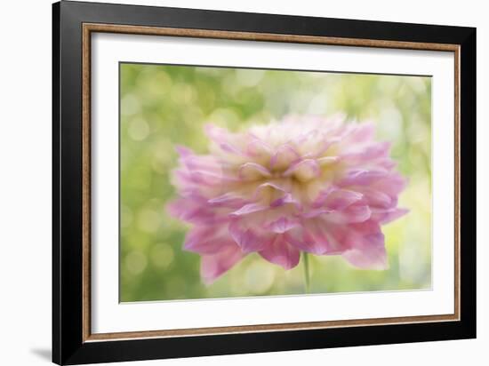 Dahlia in Backlight-Cora Niele-Framed Giclee Print