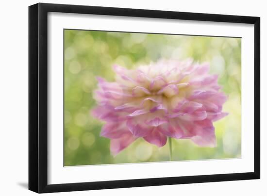 Dahlia in Backlight-Cora Niele-Framed Giclee Print