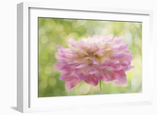 Dahlia in Backlight-Cora Niele-Framed Giclee Print