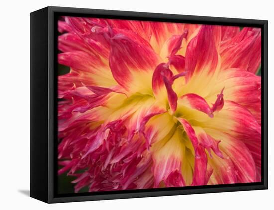 Dahlia in Garden, Alaska, USA-Julie Eggers-Framed Premier Image Canvas