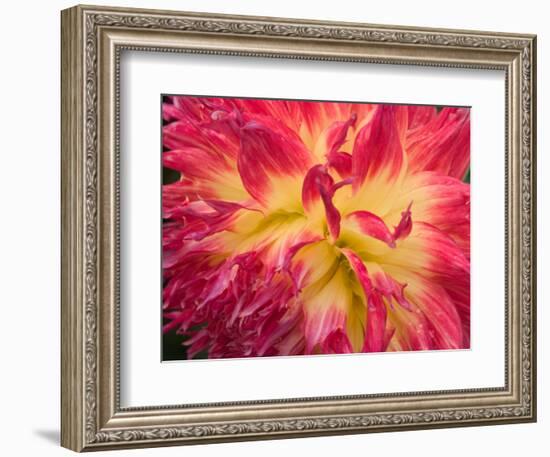 Dahlia in Garden, Alaska, USA-Julie Eggers-Framed Photographic Print