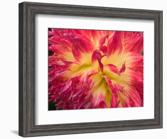 Dahlia in Garden, Alaska, USA-Julie Eggers-Framed Photographic Print