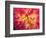 Dahlia in Garden, Alaska, USA-Julie Eggers-Framed Photographic Print