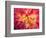 Dahlia in Garden, Alaska, USA-Julie Eggers-Framed Photographic Print