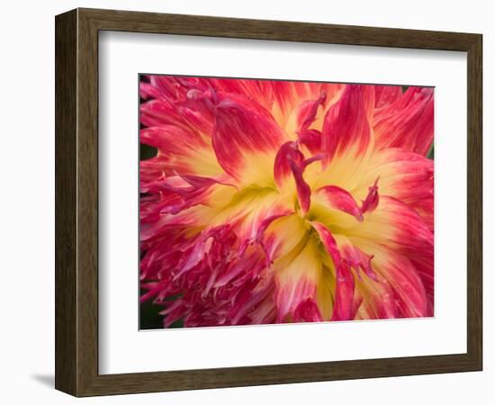 Dahlia in Garden, Alaska, USA-Julie Eggers-Framed Photographic Print