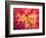 Dahlia in Garden, Alaska, USA-Julie Eggers-Framed Photographic Print