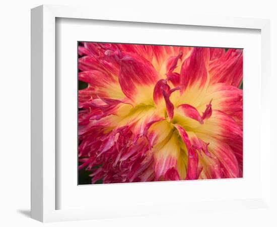 Dahlia in Garden, Alaska, USA-Julie Eggers-Framed Photographic Print