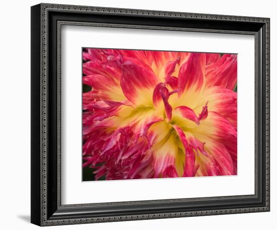 Dahlia in Garden, Alaska, USA-Julie Eggers-Framed Photographic Print