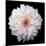 Dahlia IV-Debra Van Swearingen-Mounted Photographic Print