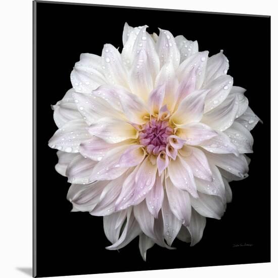 Dahlia IV-Debra Van Swearingen-Mounted Photographic Print