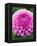 Dahlia 'Jayne Stonestreet'-Clive Nichols-Framed Premier Image Canvas