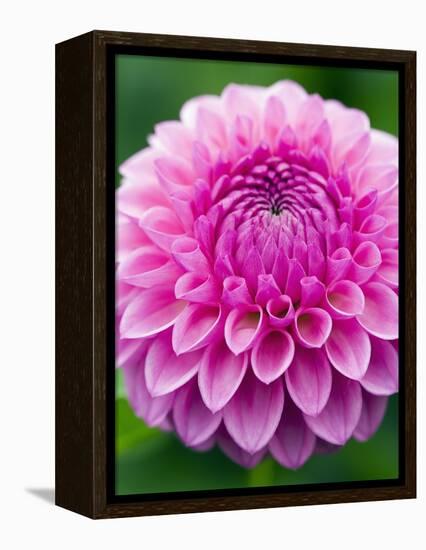 Dahlia 'Jayne Stonestreet'-Clive Nichols-Framed Premier Image Canvas