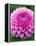 Dahlia 'Jayne Stonestreet'-Clive Nichols-Framed Premier Image Canvas