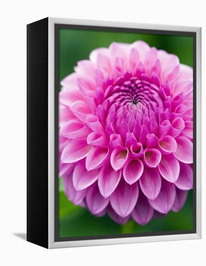 Dahlia 'Jayne Stonestreet'-Clive Nichols-Framed Premier Image Canvas