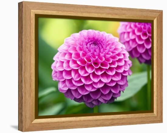 Dahlia 'Jayne Stonestreet'-Clive Nichols-Framed Premier Image Canvas