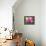 Dahlia 'Jayne Stonestreet'-Clive Nichols-Framed Premier Image Canvas displayed on a wall