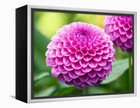 Dahlia 'Jayne Stonestreet'-Clive Nichols-Framed Premier Image Canvas