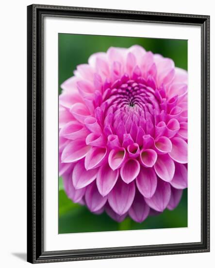 Dahlia 'Jayne Stonestreet'-Clive Nichols-Framed Photographic Print