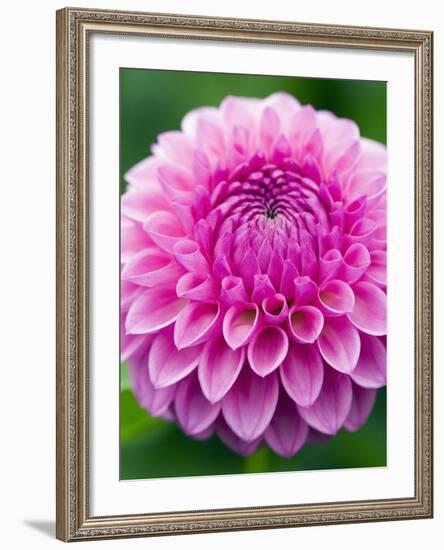 Dahlia 'Jayne Stonestreet'-Clive Nichols-Framed Photographic Print