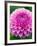 Dahlia 'Jayne Stonestreet'-Clive Nichols-Framed Photographic Print