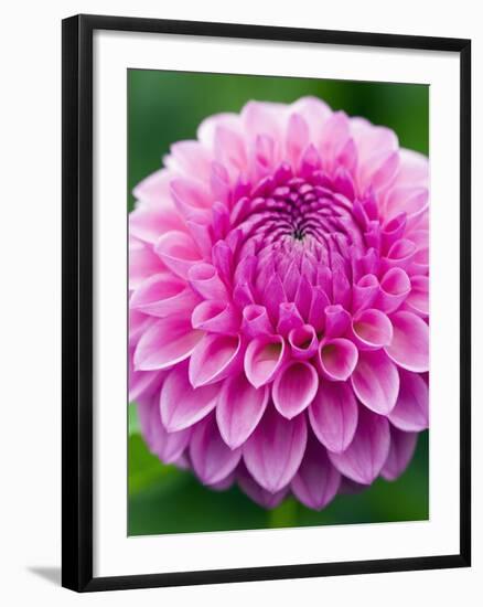 Dahlia 'Jayne Stonestreet'-Clive Nichols-Framed Photographic Print