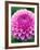 Dahlia 'Jayne Stonestreet'-Clive Nichols-Framed Photographic Print