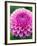 Dahlia 'Jayne Stonestreet'-Clive Nichols-Framed Photographic Print