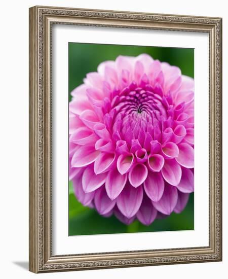 Dahlia 'Jayne Stonestreet'-Clive Nichols-Framed Photographic Print