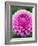 Dahlia 'Jayne Stonestreet'-Clive Nichols-Framed Photographic Print