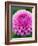 Dahlia 'Jayne Stonestreet'-Clive Nichols-Framed Photographic Print