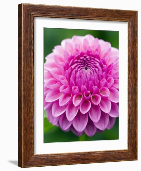 Dahlia 'Jayne Stonestreet'-Clive Nichols-Framed Photographic Print